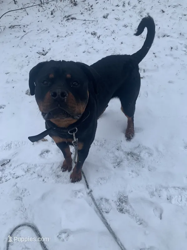 Apollo – Rottweiler puppy for sale in Dearborn, MI