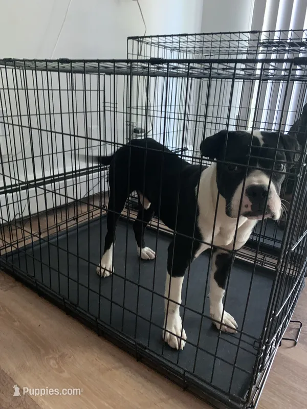 Jax  – Cane Corso, Valley Bulldog puppy for sale in Dearborn, MI