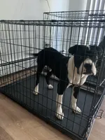 Jax , a male Cane Corso and Valley Bulldog for sale in Dearborn, MI – 1 of 3