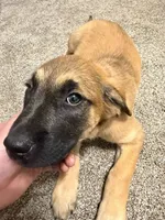 Sky, a female Belgian Malinois and Golden Retriever for sale in Dearborn, MI – 2 of 3