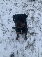 Apollo, a male Rottweiler for sale in Dearborn, MI – 3 of 4