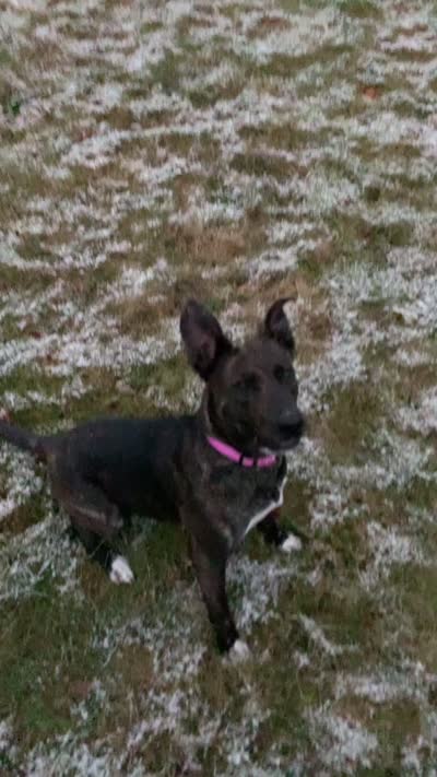 Willow, a female German Shepherd Dog and American Bully for sale in Dearborn, MI – 4 of 4