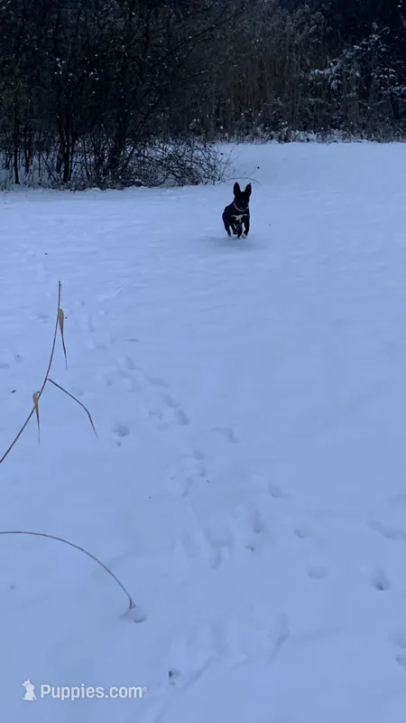Willow – German Shepherd Dog, American Bully puppy for sale in Dearborn, MI