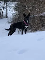 Willow, a female German Shepherd Dog and American Bully for sale in Dearborn, MI – 3 of 4
