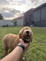 Theo , a male Goldendoodle for sale in Brandon, FL – 5 of 7