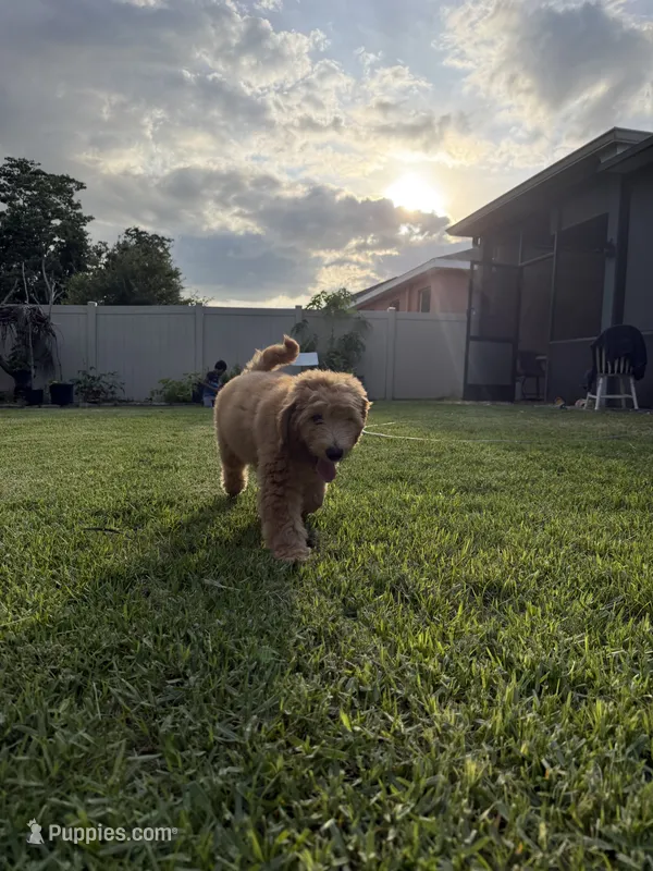 Theo  – Goldendoodle puppy for sale in Brandon, FL