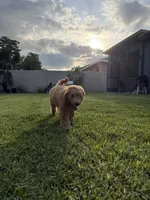 Theo , a male Goldendoodle for sale in Brandon, FL – 1 of 7