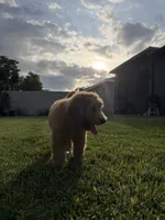 Theo , a male Goldendoodle for sale in Brandon, FL – 2 of 7