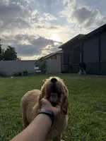 Theo , a male Goldendoodle for sale in Brandon, FL – 4 of 7