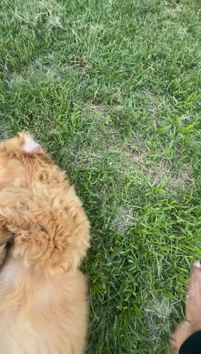 Theo , a male Goldendoodle for sale in Brandon, FL – 7 of 7