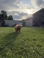 Theo , a male Goldendoodle for sale in Brandon, FL – 3 of 7
