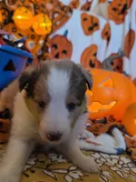 Chops, a male Shetland Sheepdog for sale in Winston-Salem, NC – 3 of 5