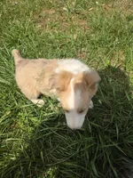 Trig, a male Shetland Sheepdog for sale in Winston-Salem, NC – Photo 9 of 10
