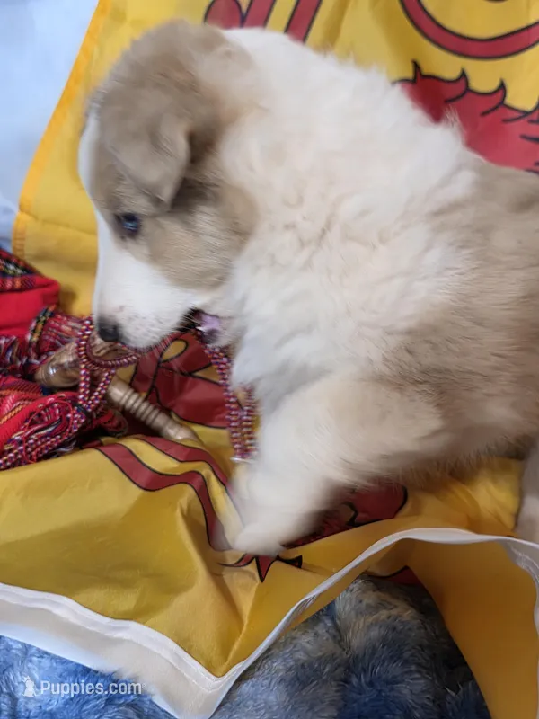 Trig – Shetland Sheepdog puppy for sale in Winston-Salem, NC