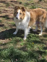 Trig, a male Shetland Sheepdog for sale in Winston-Salem, NC – Photo 8 of 10