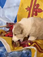 Trig, a male Shetland Sheepdog for sale in Winston-Salem, NC – Photo 2 of 10