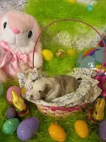 Abigail , a female Shetland Sheepdog for sale in Winston-Salem, NC – Photo 5 of 6