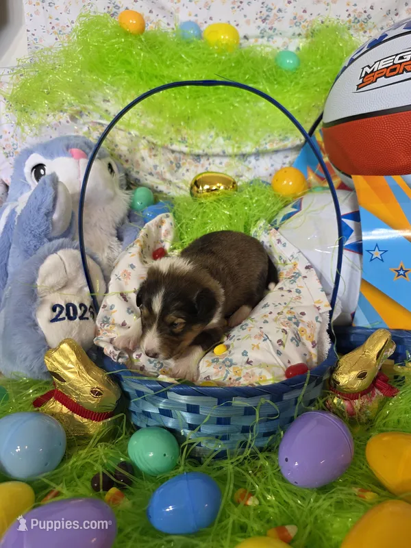 Toonie, a male Shetland Sheepdog for sale in Winston-Salem, NC – Photo 1 of 4