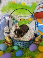 Toonie, a male Shetland Sheepdog for sale in Winston-Salem, NC – Photo 1 of 4