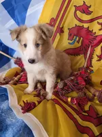 Trig, a male Shetland Sheepdog for sale in Winston-Salem, NC – Photo 4 of 10