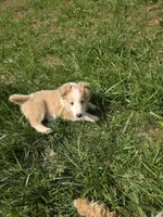 Trig, a male Shetland Sheepdog for sale in Winston-Salem, NC – Photo 10 of 10