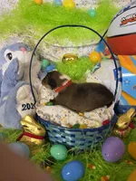 Toonie, a male Shetland Sheepdog for sale in Winston-Salem, NC – Photo 3 of 4