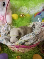 Abigail , a female Shetland Sheepdog for sale in Winston-Salem, NC – Photo 2 of 6