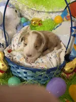 Trig, a male Shetland Sheepdog for sale in Winston-Salem, NC – Photo 7 of 10