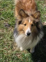 Trig, a male Shetland Sheepdog for sale in Winston-Salem, NC – Photo 6 of 10