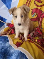 Trig, a male Shetland Sheepdog for sale in Winston-Salem, NC – Photo 5 of 10