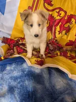 Trig, a male Shetland Sheepdog for sale in Winston-Salem, NC – Photo 3 of 10