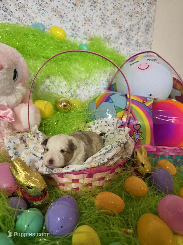 Abigail  – Shetland Sheepdog puppy for sale in Winston-Salem, NC