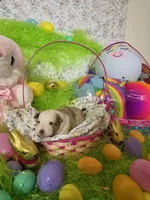 Abigail , a female Shetland Sheepdog for sale in Winston-Salem, NC – Photo 1 of 6