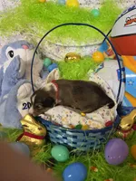 Toonie, a male Shetland Sheepdog for sale in Winston-Salem, NC – Photo 4 of 4