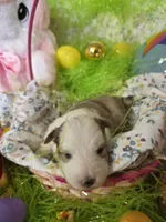 Abigail , a female Shetland Sheepdog for sale in Winston-Salem, NC – Photo 6 of 6