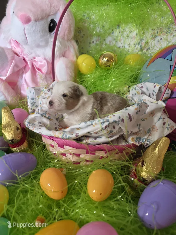 Abigail – Shetland Sheepdog puppy for sale in Winston-Salem, NC