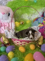 Blair, a female Shetland Sheepdog for sale in Winston-Salem, NC – Photo 2 of 5