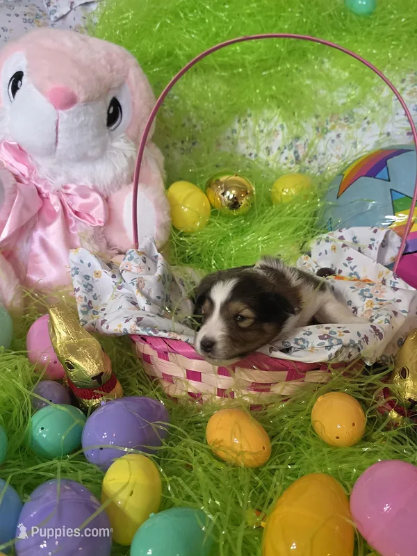 Blair – Shetland Sheepdog puppy for sale in Winston-Salem, NC