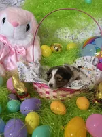 Blair, a female Shetland Sheepdog for sale in Winston-Salem, NC – Photo 1 of 5