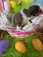 Blair, a female Shetland Sheepdog for sale in Winston-Salem, NC – Photo 4 of 5