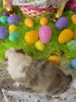 Abigail, a female Shetland Sheepdog for sale in Winston-Salem, NC – Photo 5 of 5