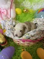 Abigail, a female Shetland Sheepdog for sale in Winston-Salem, NC – Photo 3 of 5