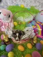 Blair, a female Shetland Sheepdog for sale in Winston-Salem, NC – Photo 5 of 5