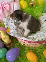 Blair, a female Shetland Sheepdog for sale in Winston-Salem, NC – Photo 3 of 5