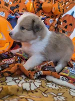 Snickers , a male Shetland Sheepdog for sale in Winston-Salem, NC – 6 of 9