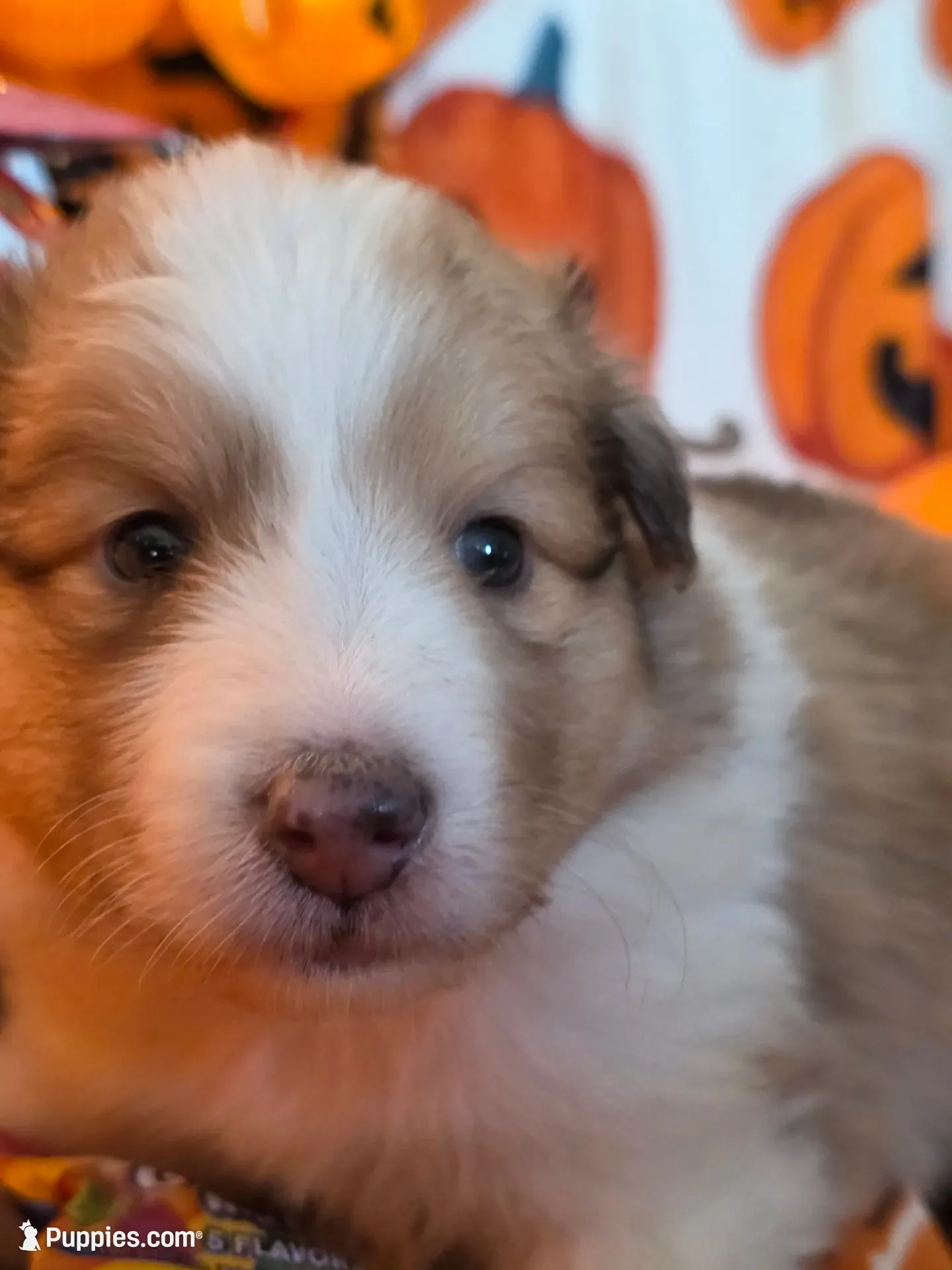 Snickers , a male Shetland Sheepdog for sale in Winston-Salem, NC – 5 of 9