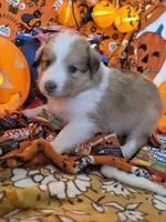 Snickers , a male Shetland Sheepdog for sale in Winston-Salem, NC – 4 of 9