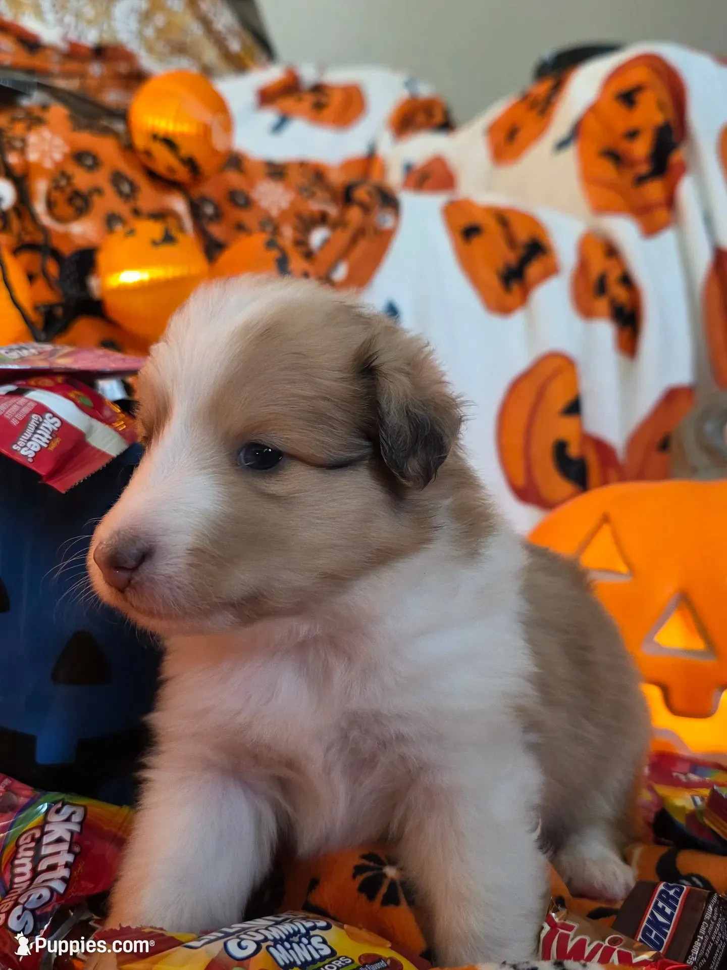 Snickers , a male Shetland Sheepdog for sale in Winston-Salem, NC – 3 of 9