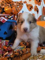 Snickers , a male Shetland Sheepdog for sale in Winston-Salem, NC – 2 of 9