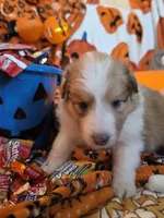 Snickers , a male Shetland Sheepdog for sale in Winston-Salem, NC – 7 of 9